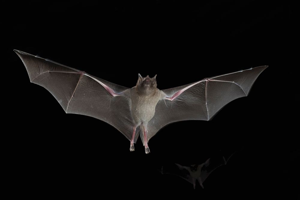 Lesser Long-nosed Bat
